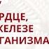 ШИВАДЖИ ГУРУ О ДЫХАНИИ СЕРДЦЕ ВИЛОЧКОВОЙ ЖЕЛЕЗЕ И СТАРЕНИИ ОРГАНИЗМА