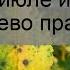 Почему желтеют листья на черешне в июле и как лечить дерево правильно