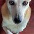 MYTH Or FACT Can You Teach An Old Dog NEW Tricks