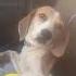 Precious Beagle Mix W Shattered Bones On Brink Of Death Dumped By Uncaring Owners STORY BELOW