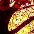William Blake A Poison Tree