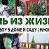 ДОМА С ДЕТЬМИ Много уборки Порядок дома и в саду Вкусные рецепты Уборка Урожай Закупка продуктов