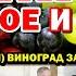 КРАСНОЕ и БЕЛОЕ ВИНО В ДОМАШНИХ УСЛОВИЯХ Технический виноград Заключительная часть 3