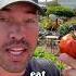 Don T Vine Ripen Your Tomatoes