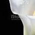 Song Of Solomon 2