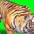 No Copyright Green Screen Tiger Effect Free Download