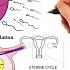 Pharmacology MENSTRUAL CYCLE AND HORMONAL CONTRACEPTIVES MADE EASY