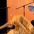 La Vida Breve Concert Fenix By Anna Fedorova Music Manuel De Falla Flamenco Live Dance Kazan