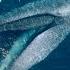 Blue Whale Encounters Where S The Best Place To See Them