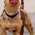 Alabai X Pitbull Vs Kangal Dog Americanbully Pitlove Dogbreed Pitbullegatos Dragonspitkennel