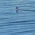 Seabird Fails To Achieve Lift Off In Mission Bay California Birds Animals Birdwatching