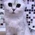 ВАШ КОТИК ПОЁТ ПЕСНИ Cat