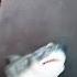 Cry Shark Puppet