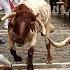 Pamplona Bull Run 2019 Tumbles Turns And Injuries