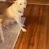 This Dog Did The Unexpected