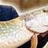 How To Catch Big River Pike The Paternoster Rig