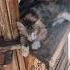 What S This Animal Called In English Istanbul Street Cat