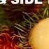 Rambutan Fruit Benefits And Side Effects Rambutan Rich In Nutrients And Antioxidants