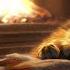 Relax With Purring Cat And Crackling Fireplace 4K Sleep In Cozy Winter Ambience