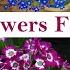 Best Flowers For Shady Location Top Flowering Plants To Grow In Shade Shade Loving Plants