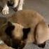 Cat Comforts Crying Puppy While Mom Takes A Break