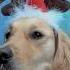 It S TIME All I Want For Christmas Is Blue Dogs Shorts Funny Mariahcarey Goldenretriever