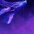 Whale Sounds Underwater Ocean Piano Relaxation Sleep Music