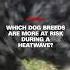 Which Dog Breeds Are Most At Risk During A Heatwave Dogs Heatwaves