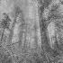 Tyler Schauman Amulet Original Mix Ghost Digital Records