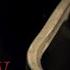 I KNOW WHAT YOU DID LAST SUMMER Official Trailer HD