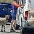 Sheep Queue For Ice Cream In UK Heatwave