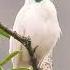 Nature Birds White Bellbird The Loudest Sound In The World