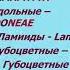 Классификация растений Методы окрашивания