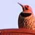 Woodpecker Pounding On METAL CHIMNEY