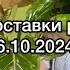 Обзор поставки растений из Голландии 6 10 2024