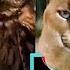 Call Me By Your Name Animals Tiktoks Tiktok Compilation