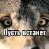 волки турник цитаты