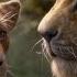 The Lion King 2019 HD Simba Meets Nala