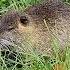 Nutria Die Biberratte In Deutschland