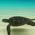 Kids Song Under The Sea Adventure Splish Splash With Dolphins Whales And More
