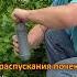 Чем обработать смородину от тли и болезней