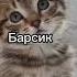 как назвать котëнка мальчика