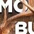 1 Hour Of The Best Deer Hunts From Monster Bucks 21 Giant Whitetail Deer Hunts