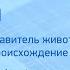 Биология Человек представитель животного мира Эволюционное происхождение человека