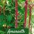 Amaranth Edible Leaves Homesteading Amaranth Amaranth