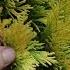 All About Forever Goldy Arborvitae Great Border Plant