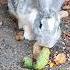 Kassandra The Rabbit Eating Sour Green Mango