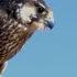 Bedouin Hunting Falcons In Jordan Desert