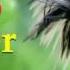 Long Rooster Crowing Crowing Rooster Sound