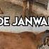 Qurbani Ke Bade Janwar In Warisguda Heavyweight Sheep S Available In Hyderabad Telangana Potla